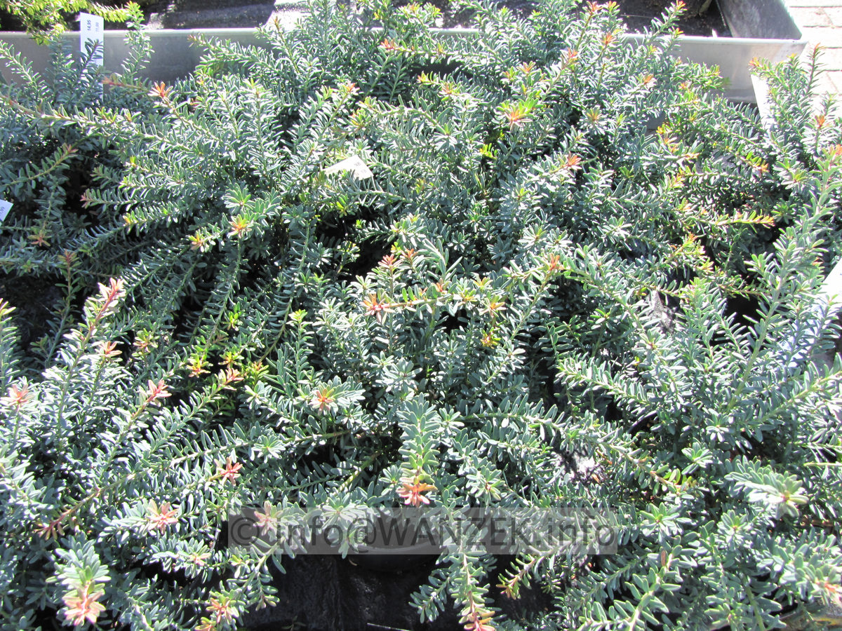 Podocarpus lawrencii Blue Gem.JPG